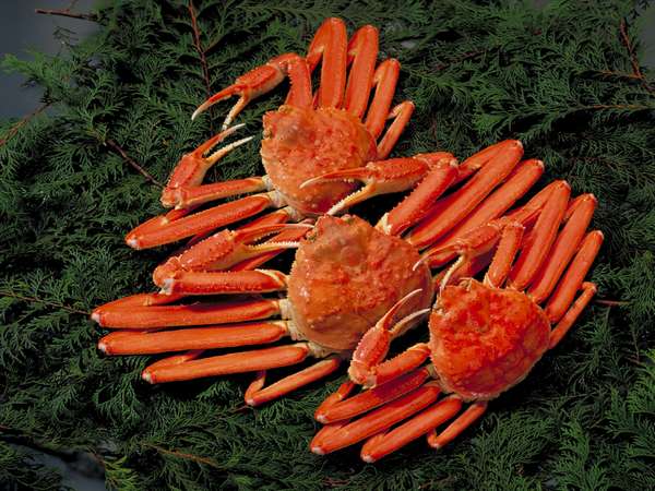 松荘の茹でガニ、焼きガニ、かにすき、松葉がに